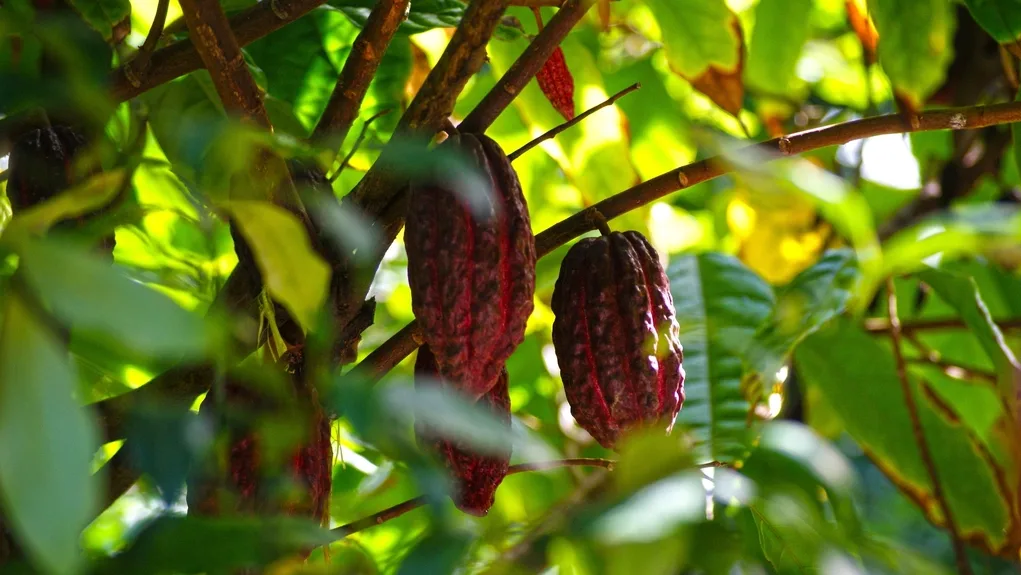Free cacao tree closeup image